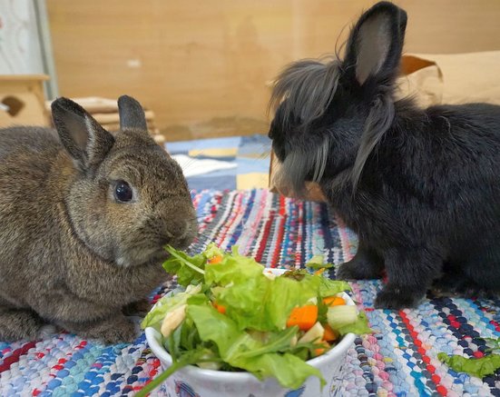 Ein Bild von Lakritz & Romy