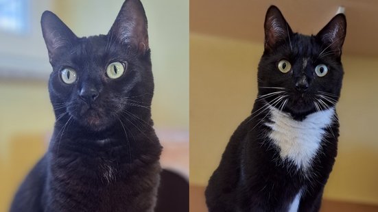 Ein Bild von Adelheid & Apollo