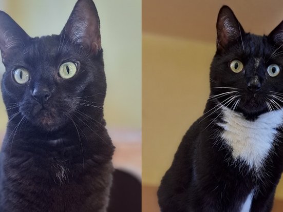 Bild von Adelheid & Apollo