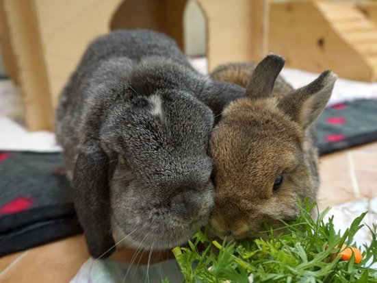 Bild von Lui & Cherrie