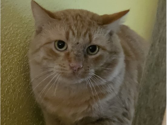 Bild von Nacho