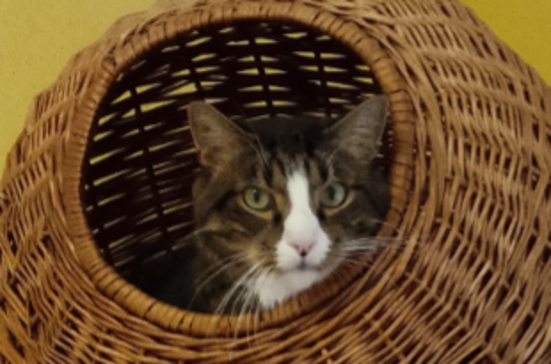 Ein Bild von Chico
